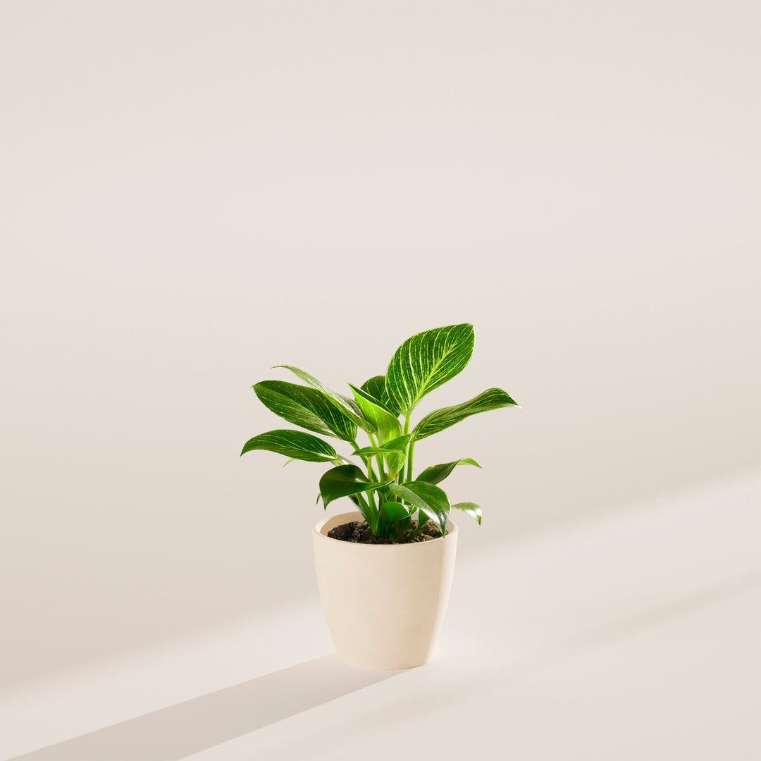vigoro philodendron birkin Philodendron Birkin | Indoor Plants