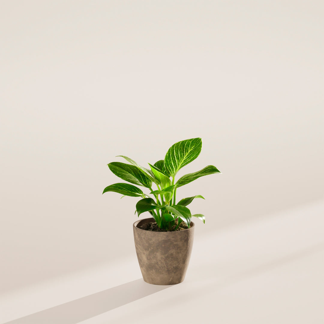 philodendron birkin uprawa Philodendron Birkin