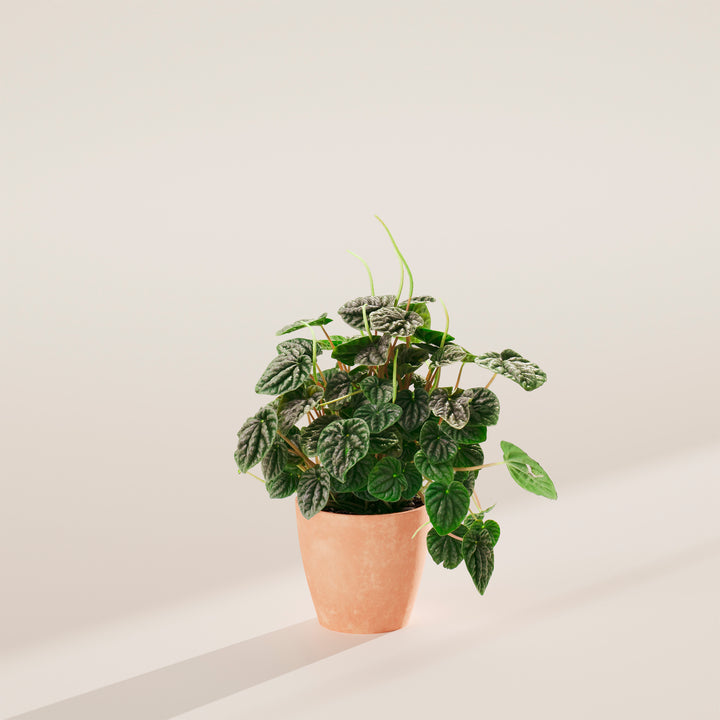 Peperomia Luna Grey