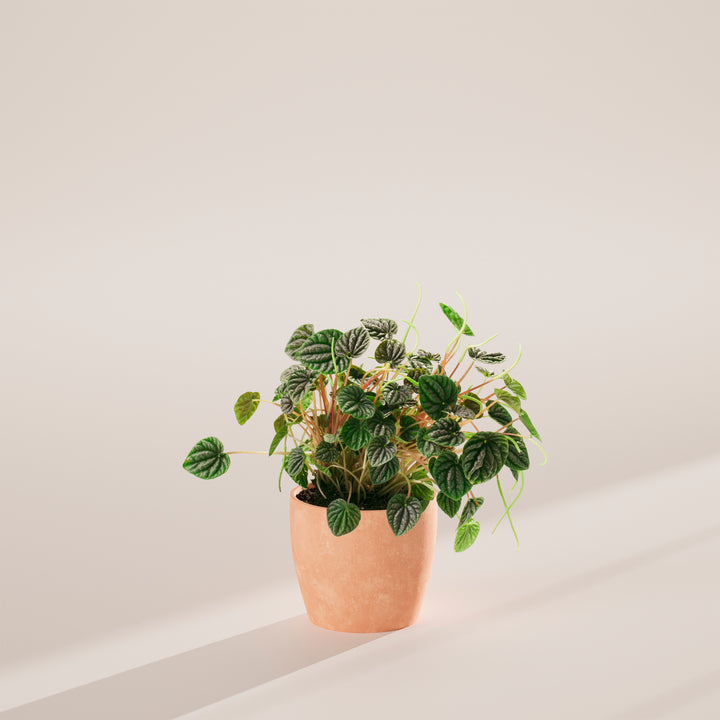 Peperomia Luna Grey