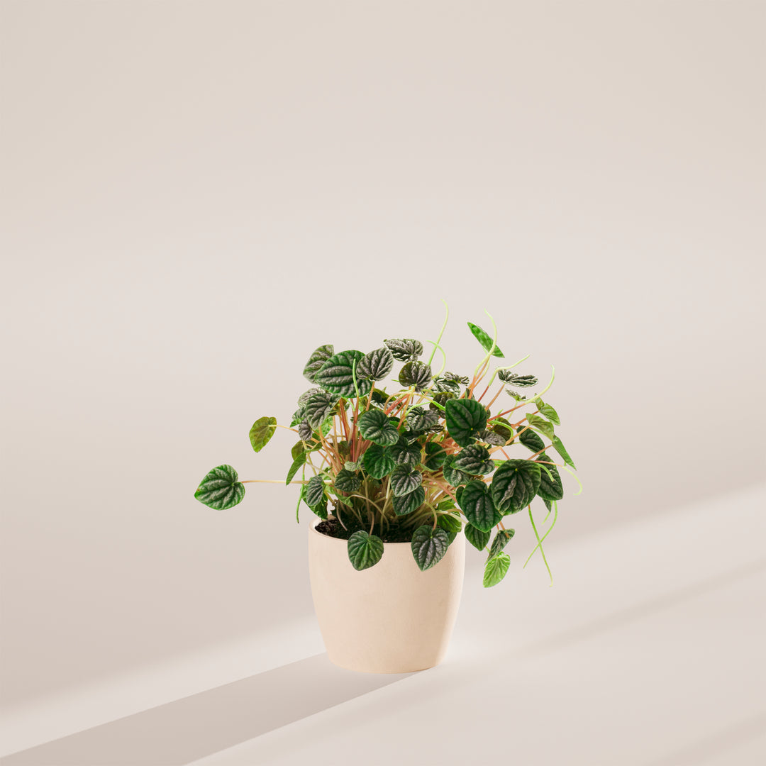Peperomia Luna Grey