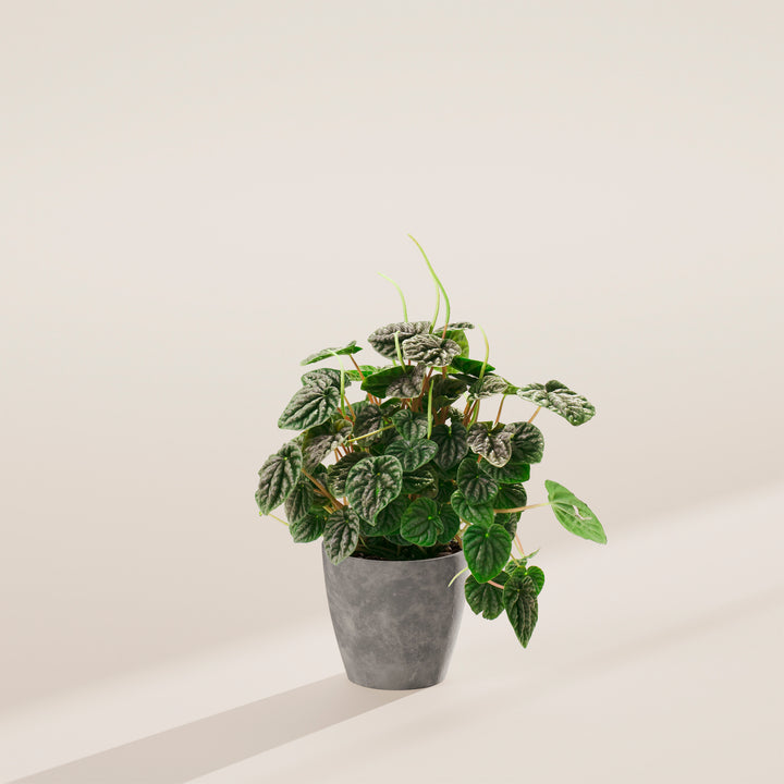 Peperomia Luna Grey