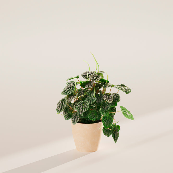 Peperomia Luna Grey