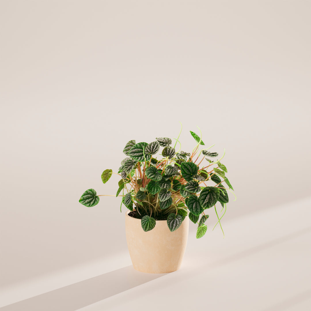 Peperomia Luna Grey