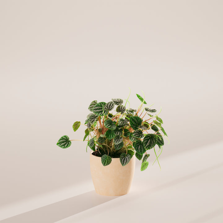 Peperomia Luna Grey