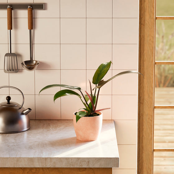 Philodendron Florida Bronze in warm tan eco planter positioned on kitchen counter with dark cookware, tropical houseplant for modern home styling.