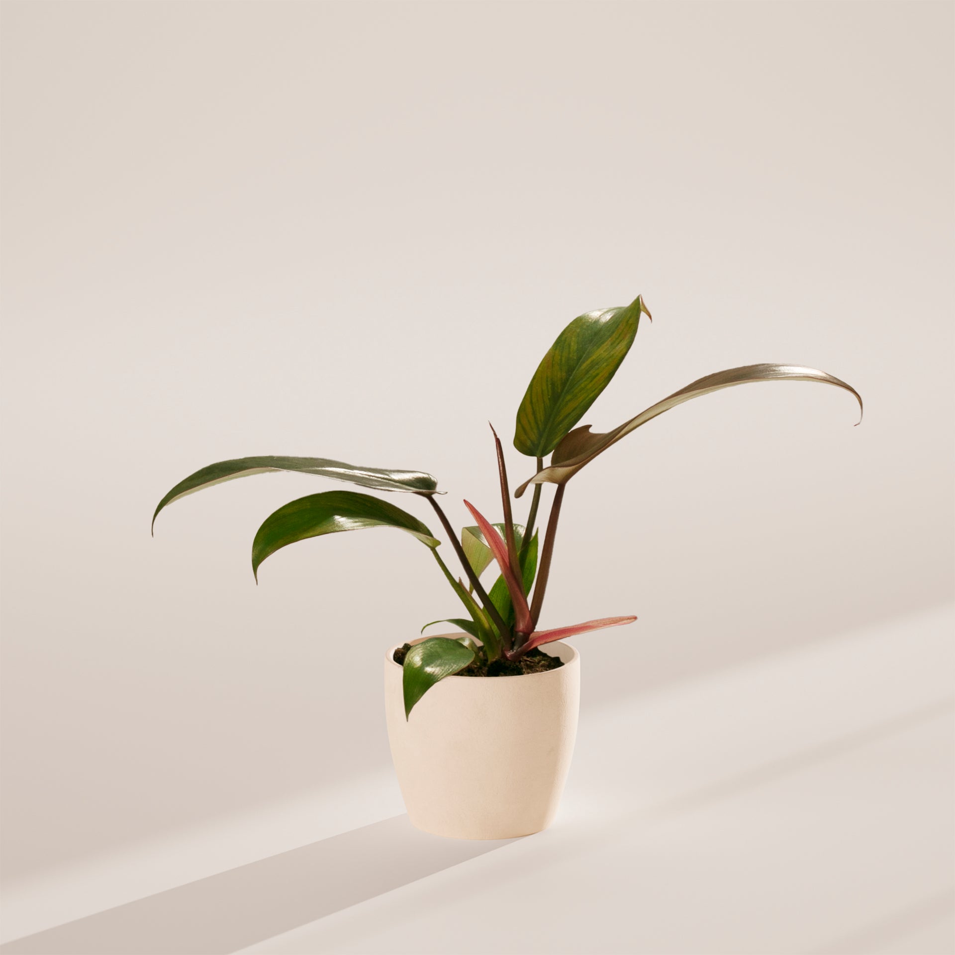 florida bronze philodendron Philodendron Florida Bronze | Rare Plants
