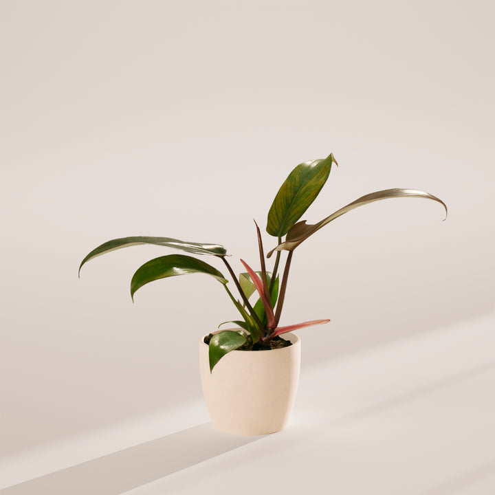 Philodendron 'Florida Bronze'