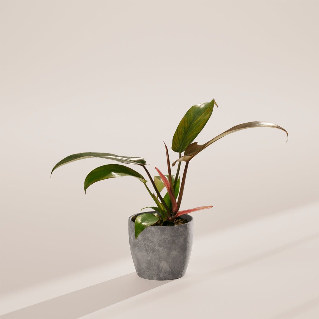 Philodendron 'Florida Bronze'