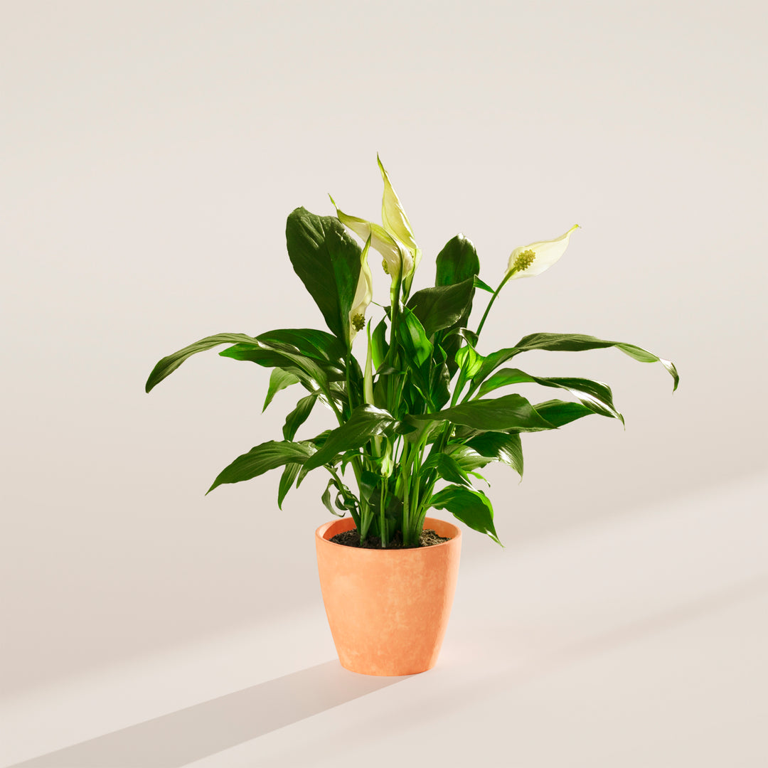 peace lily type of plant Peace Lily | Indoor Plants for Sale