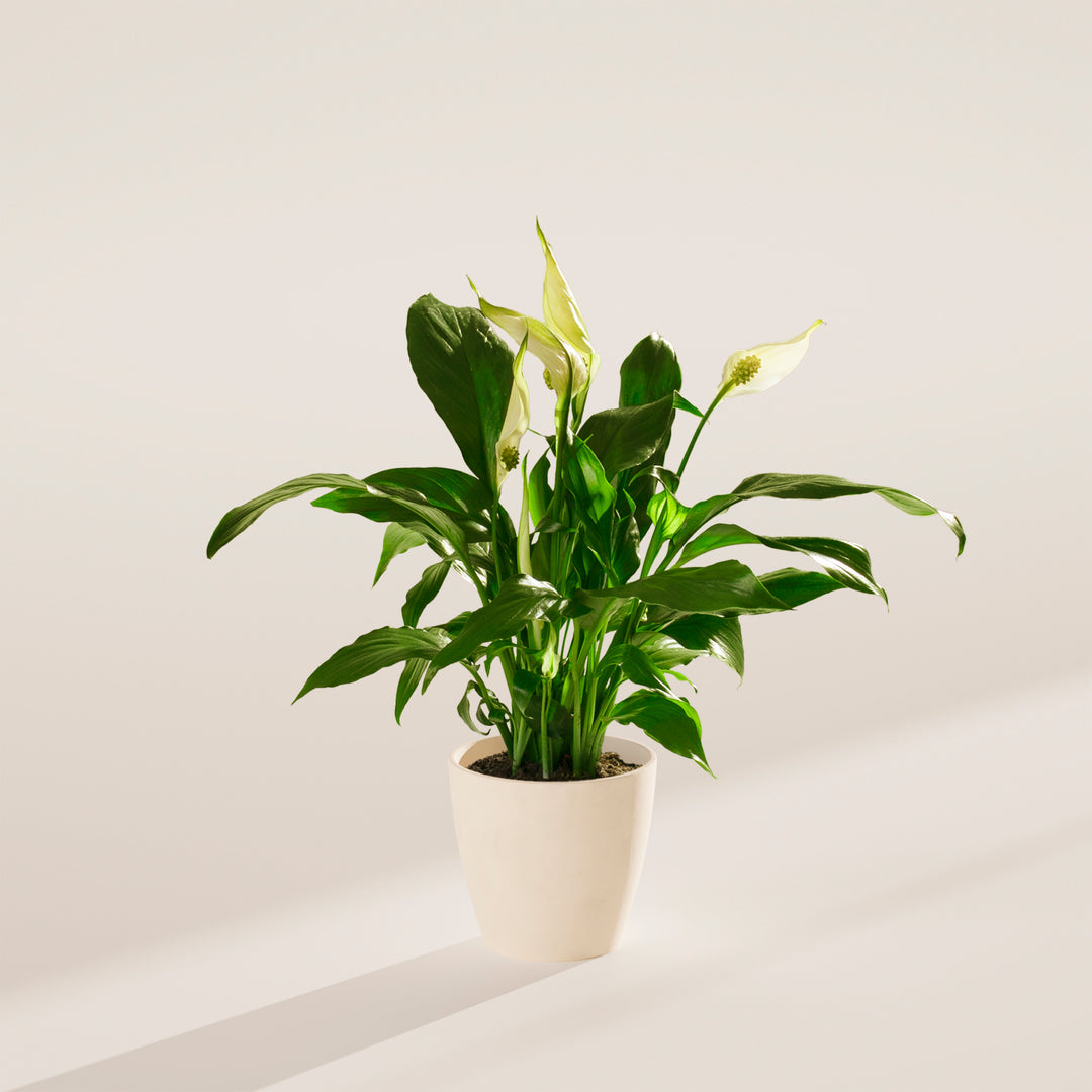 indoor plants for peace Peace Lily | Indoor Plants for Sale