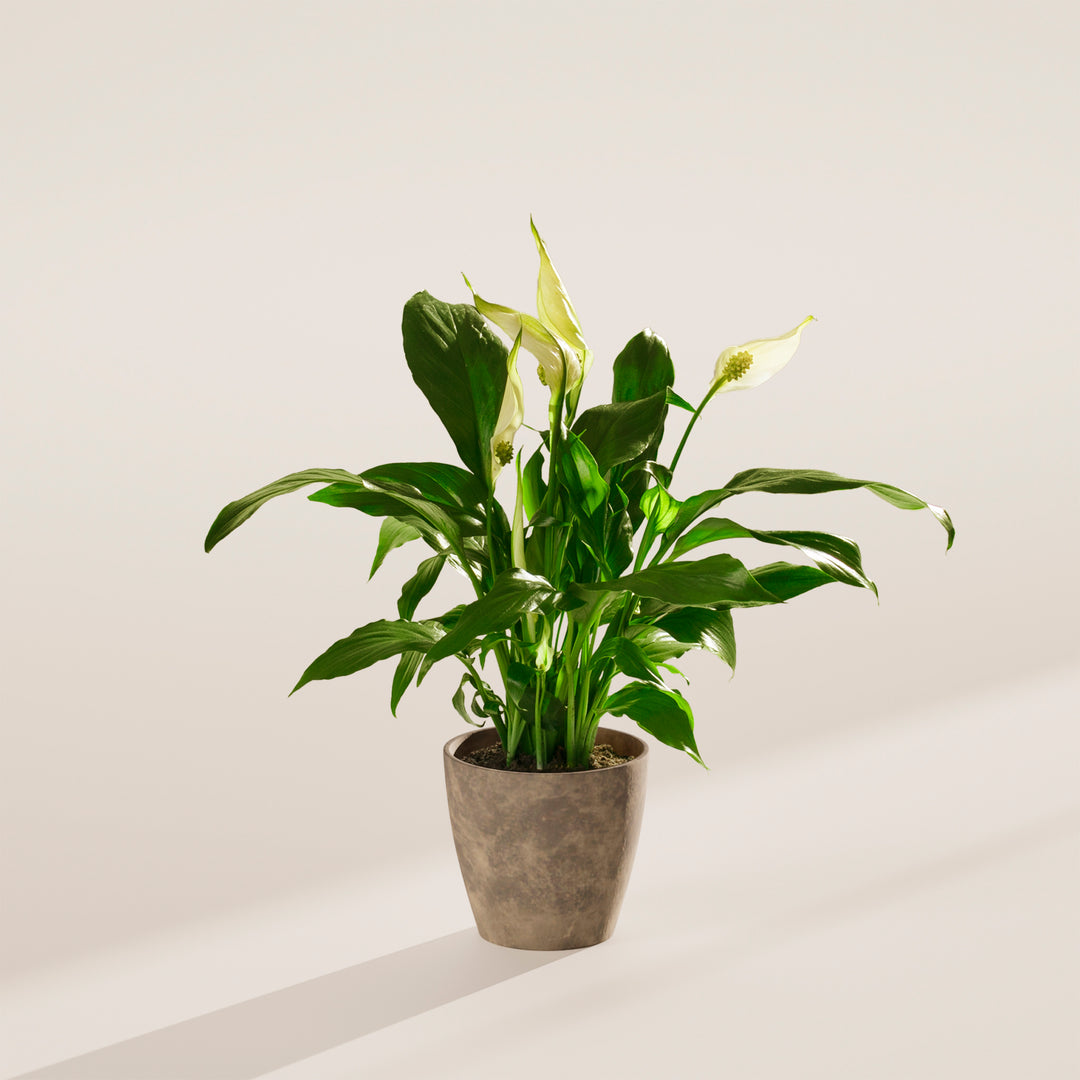 images of peace lily plant Peace Lily | Indoor Plants for Sale