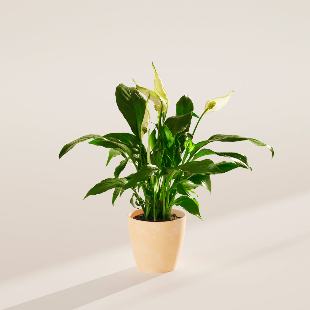 is a peace lily indoor or outdoor Peace Lily | Indoor Plants for Sale