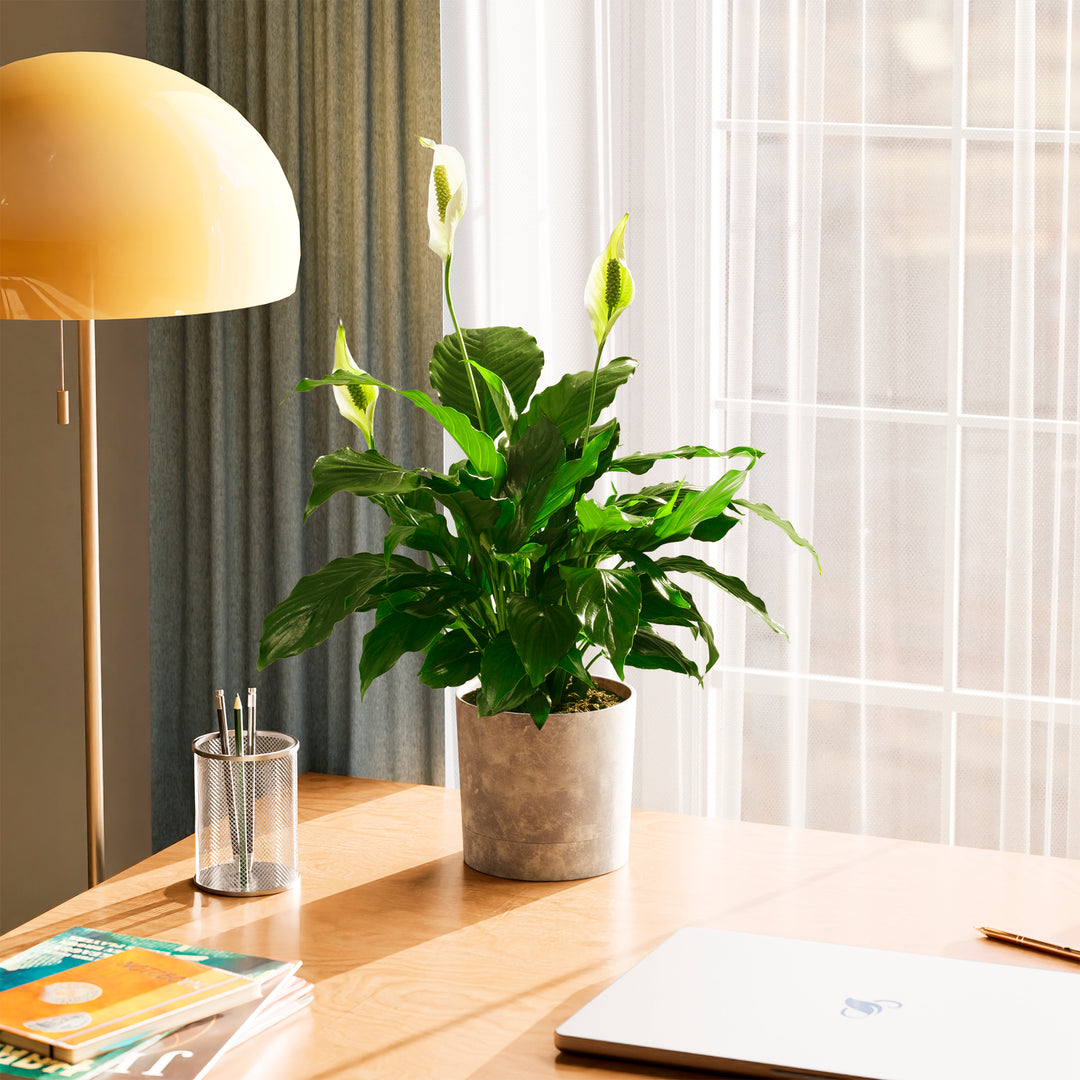 peace lily plant cost Peace Lily | Indoor Plants for Sale