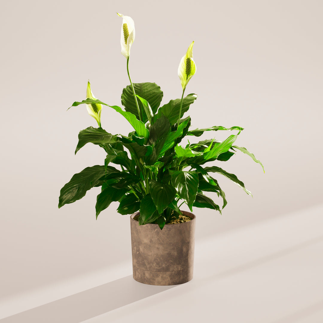 zen peace lily plant Peace Lily | Indoor Plants for Sale