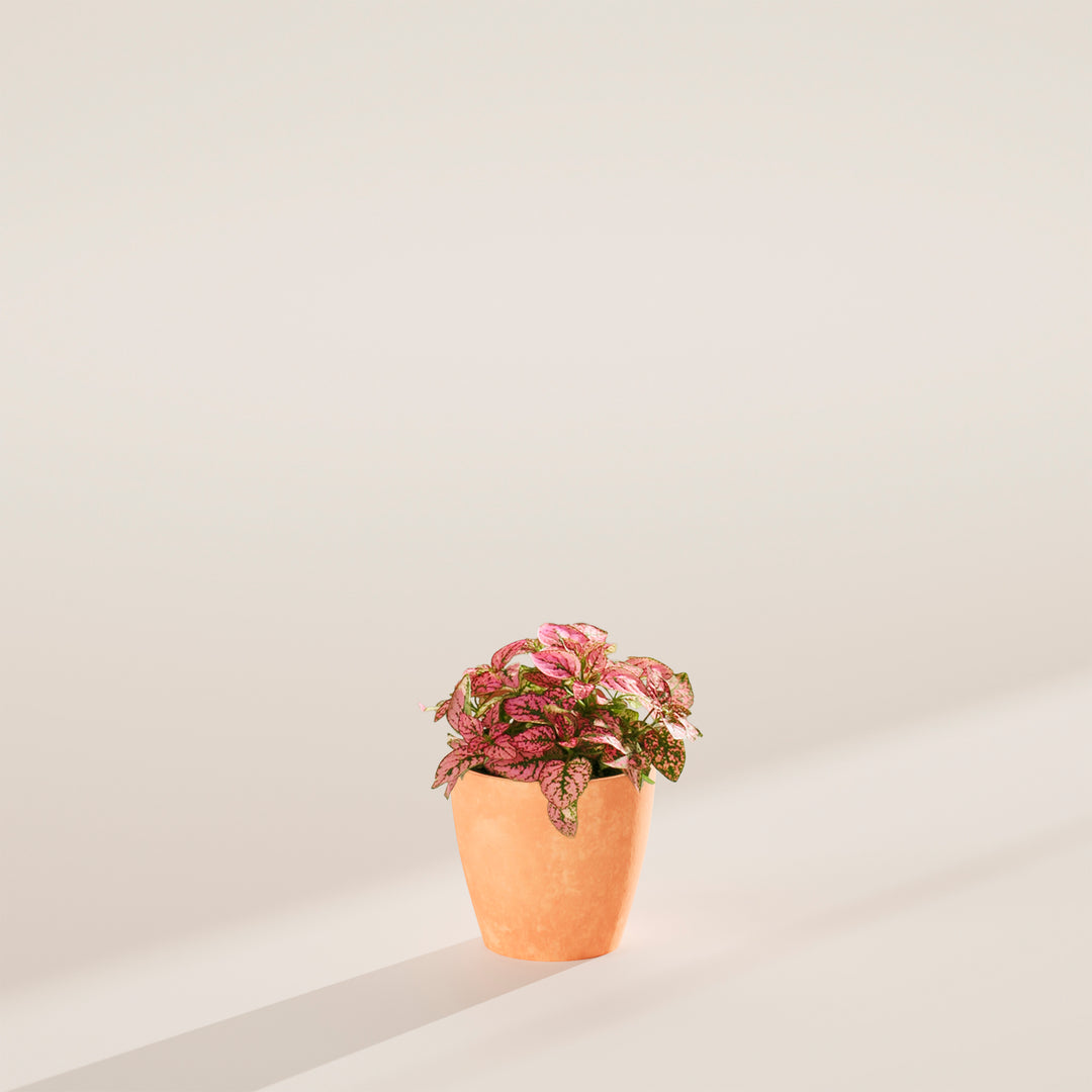 indoor plant with pink spots Shop Pink Polka Dot Plant With Care Guide