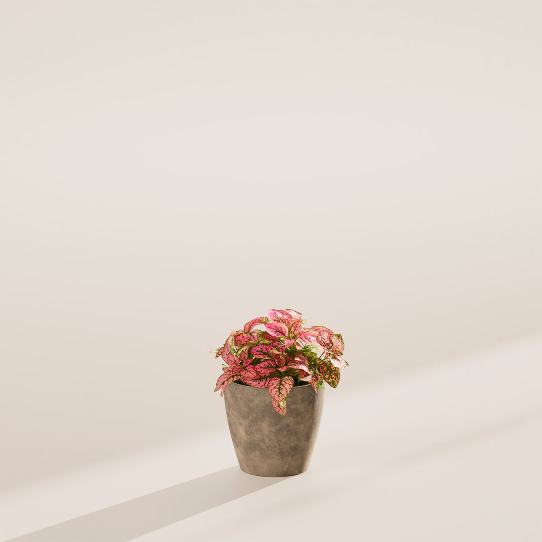 pink and green speckled house plant Shop Pink Polka Dot Plant With Care Guide