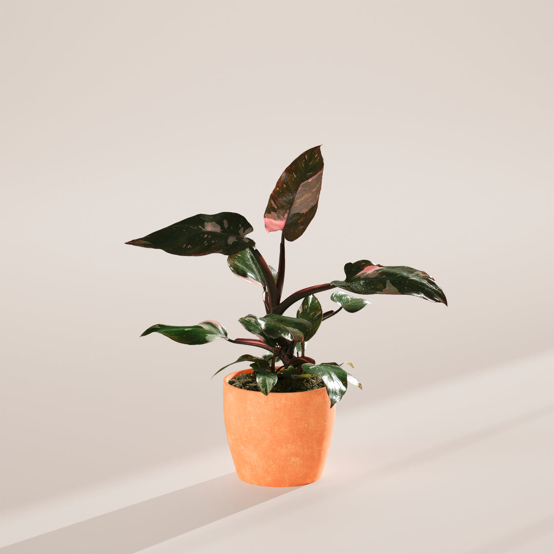 Philodendron Pink Princess