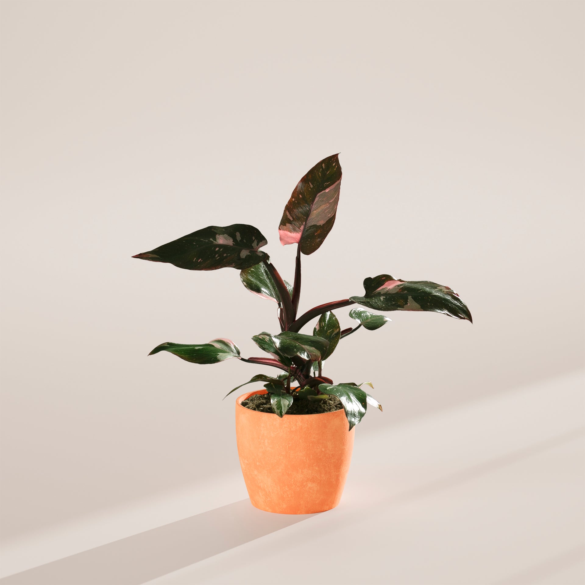 bolero rose plant Bolero™ Rose – zforcefarm main image 1