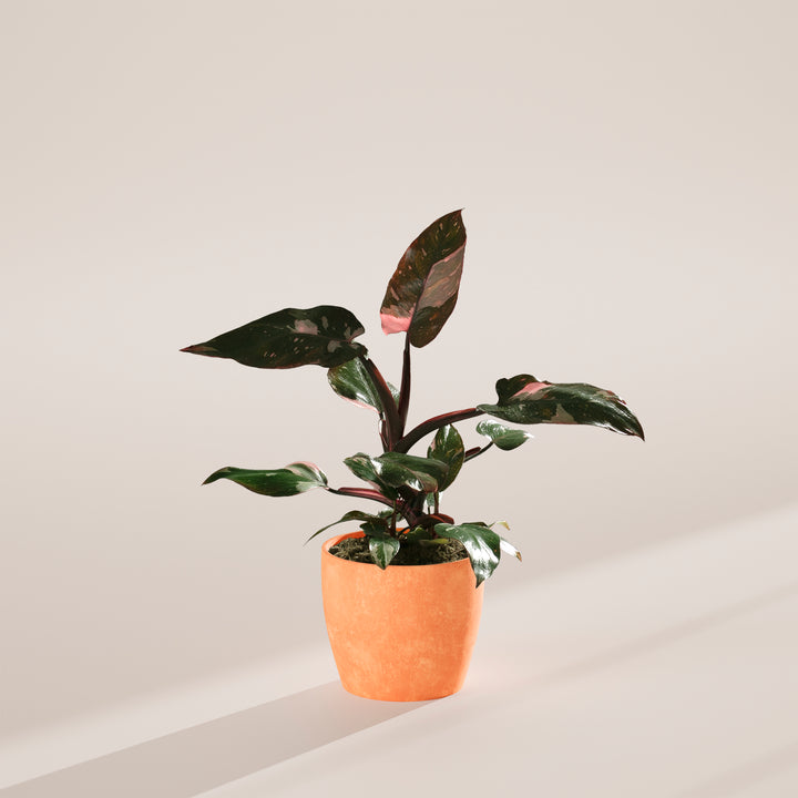 Philodendron Pink Princess