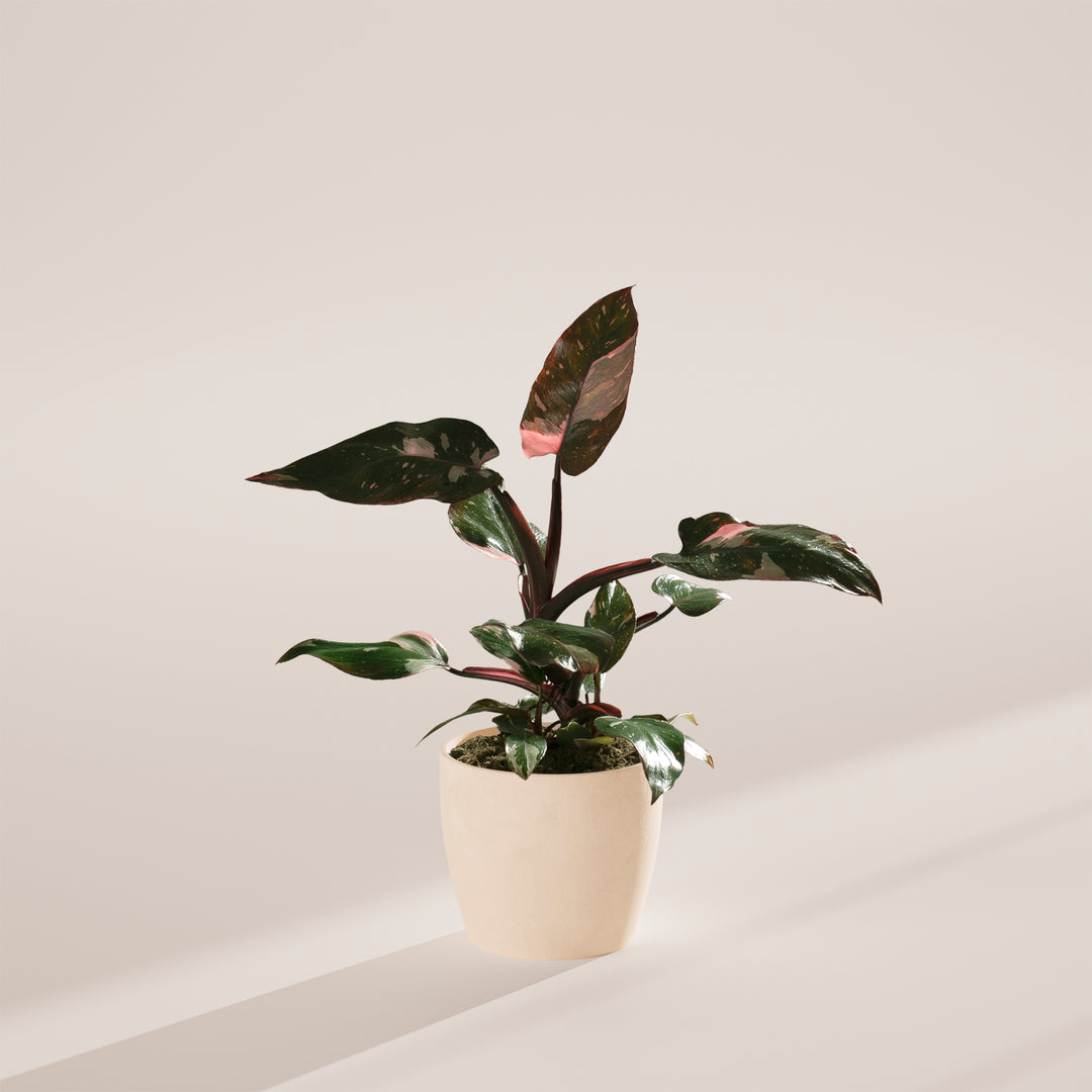 Philodendron Pink Princess