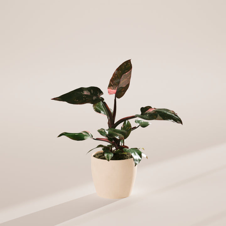 Philodendron Pink Princess