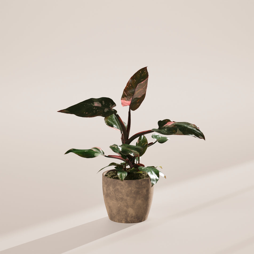 Philodendron Pink Princess