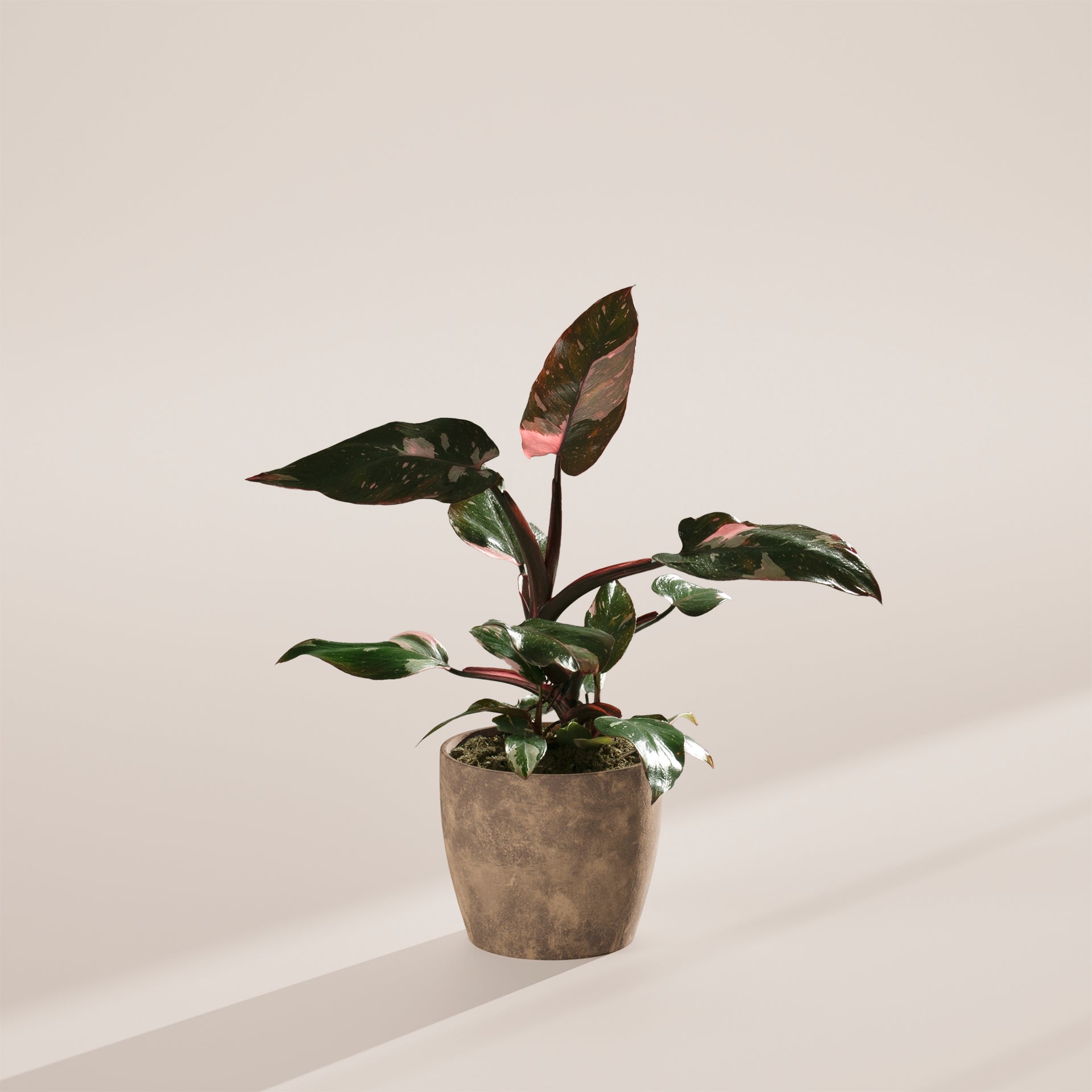 Philodendron Pink Princess