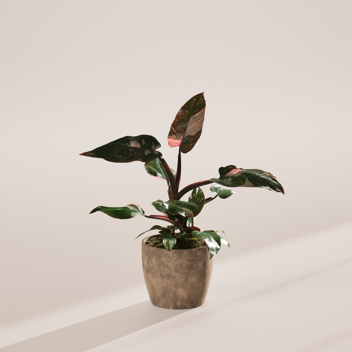 Philodendron Pink Princess