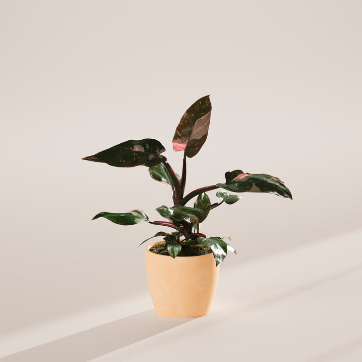 Philodendron Pink Princess