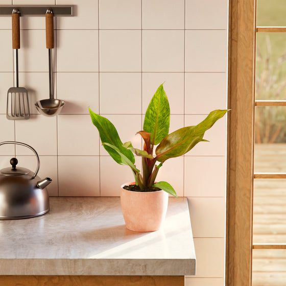 Philodendron Quad Color