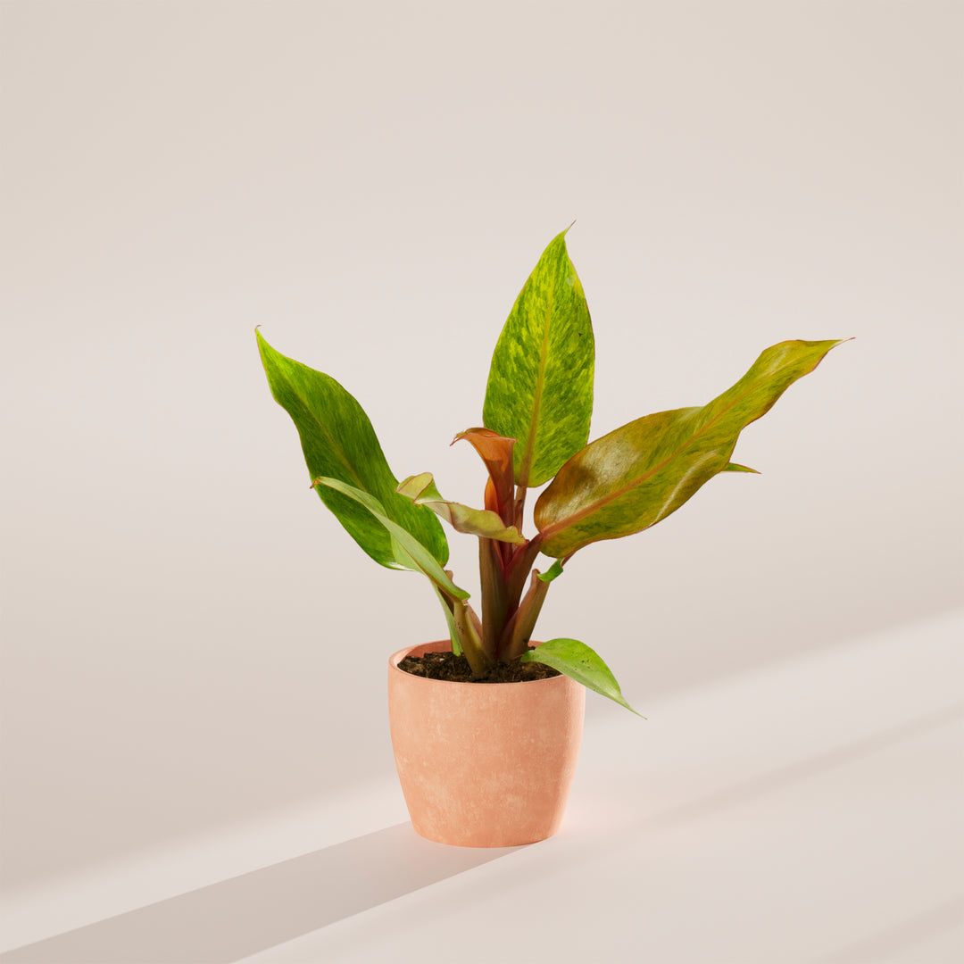 Philodendron 'Quad Color'