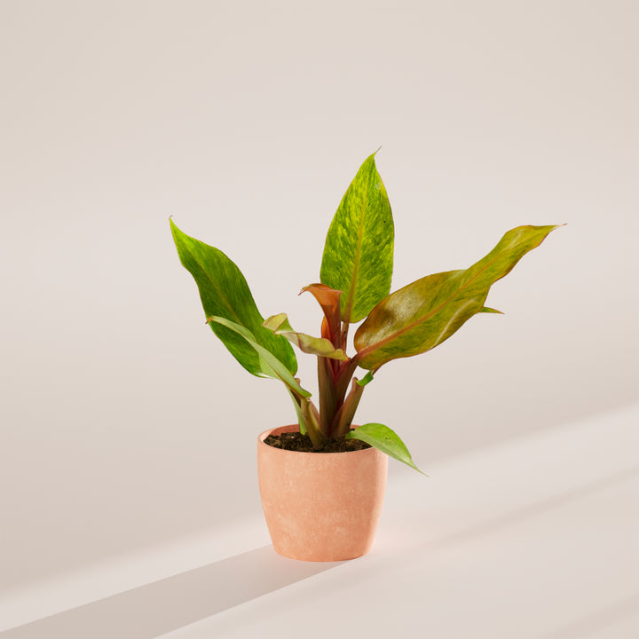 Philodendron 'Quad Color'