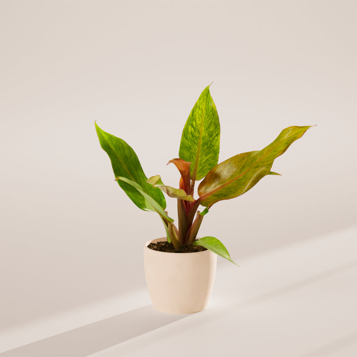 Philodendron 'Quad Color'