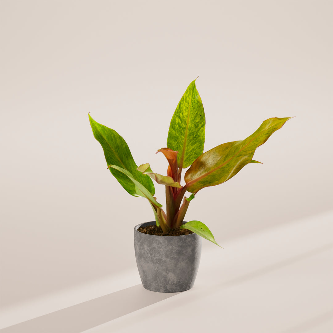 Philodendron 'Quad Color'