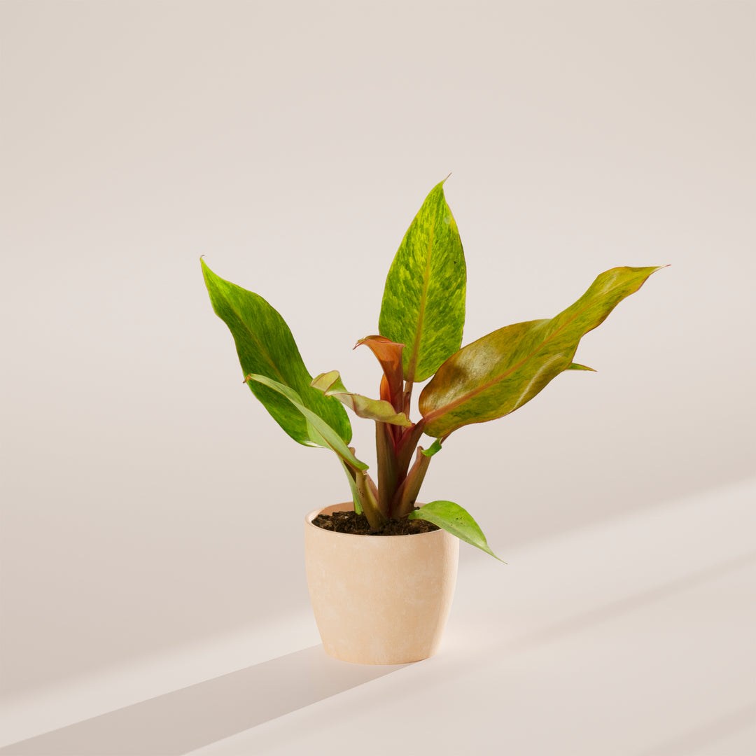 Philodendron 'Quad Color'