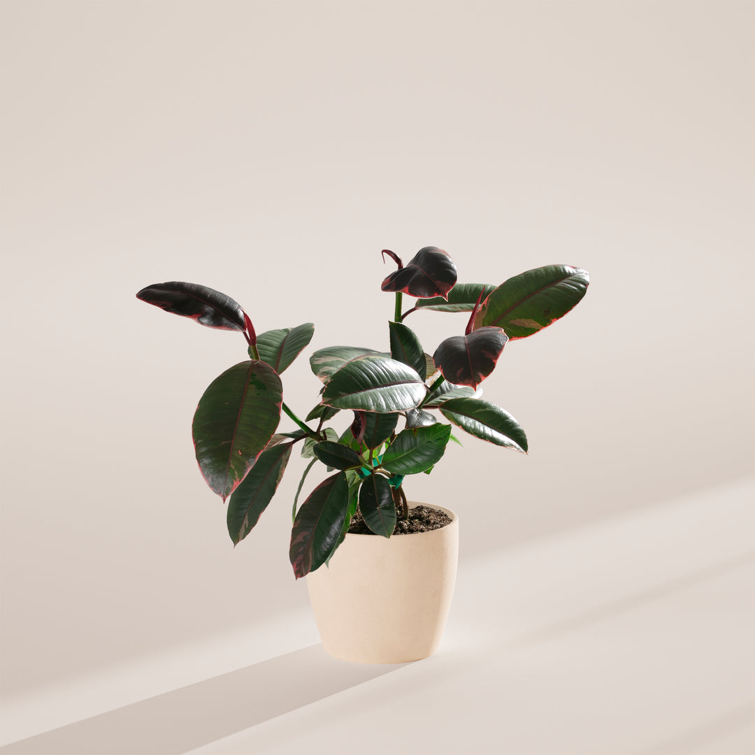 red thing in middle of rubber tree Ficus Elastica Ruby for Sale With Large Options & Care Guide