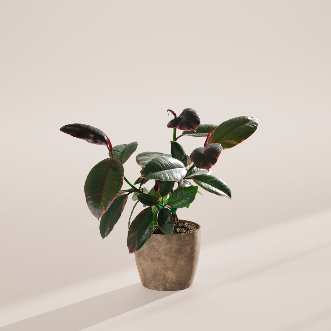 rubber tree tineke vs ruby Ficus Elastica Ruby for Sale With Large Options & Care Guide Medium / Grower / Varies