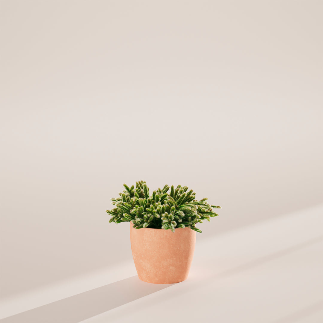Mouse Tail Cactus