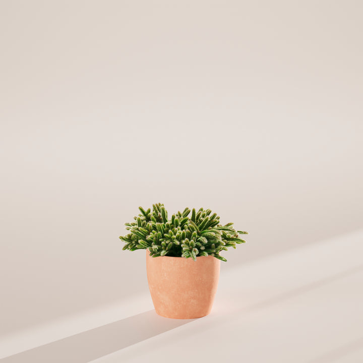 Mouse Tail Cactus