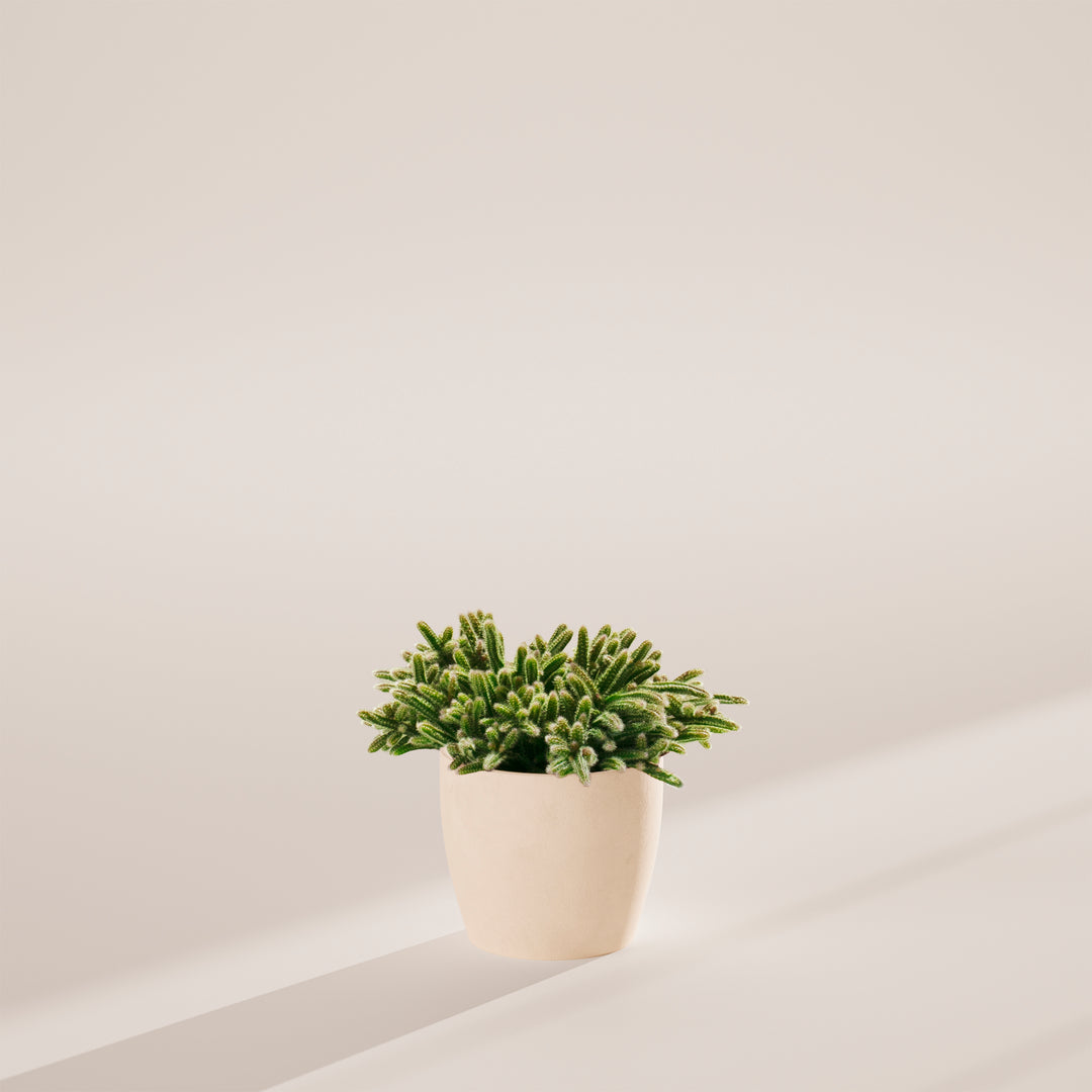 Mouse Tail Cactus