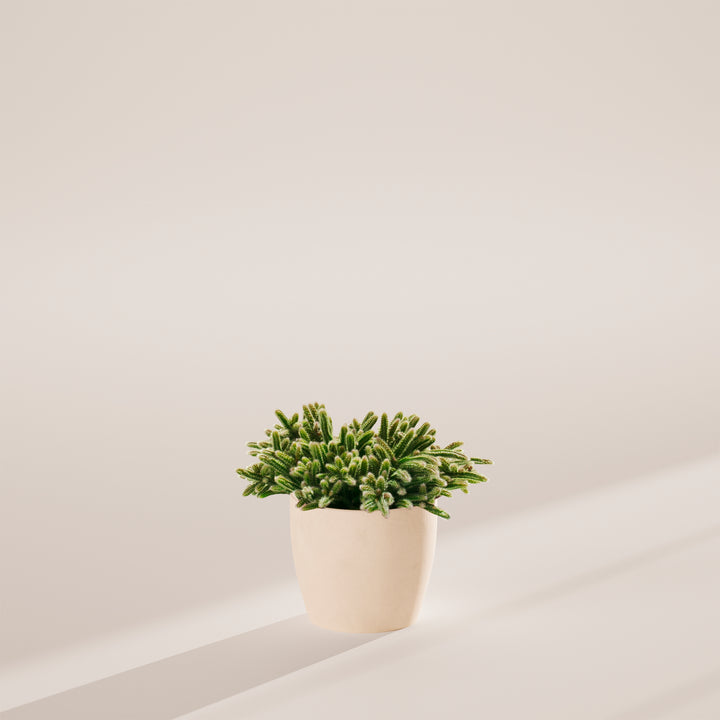 Mouse Tail Cactus