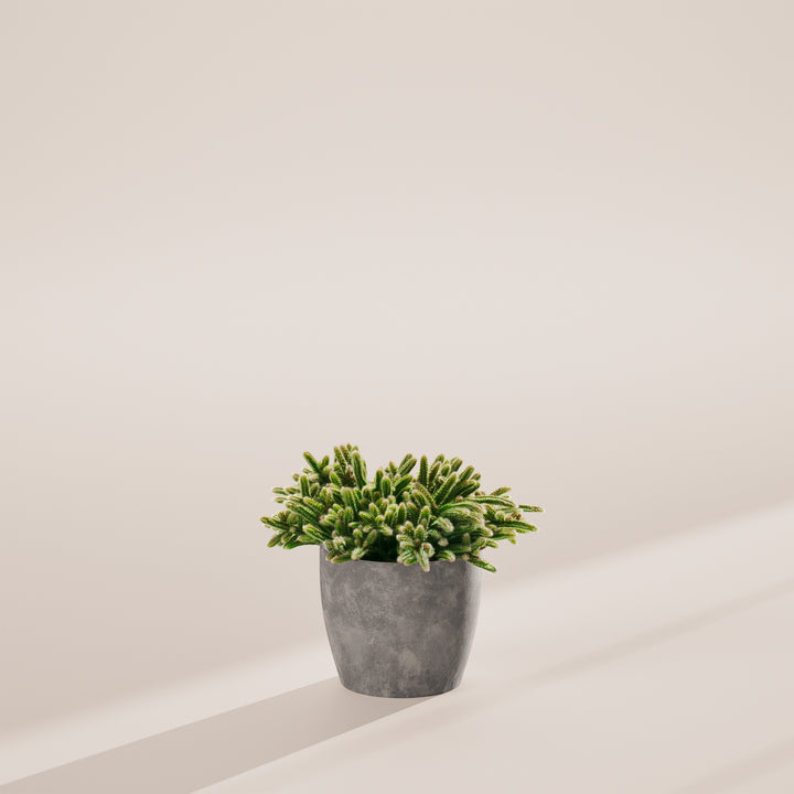 Mouse Tail Cactus