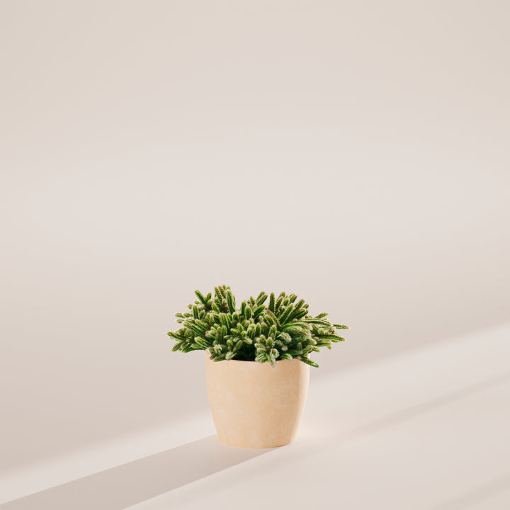 Mouse Tail Cactus