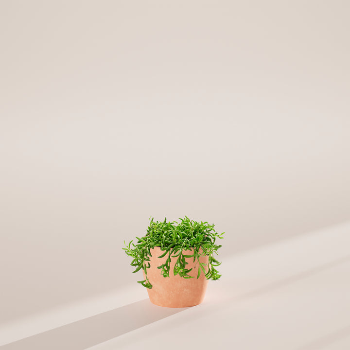 String of Bananas