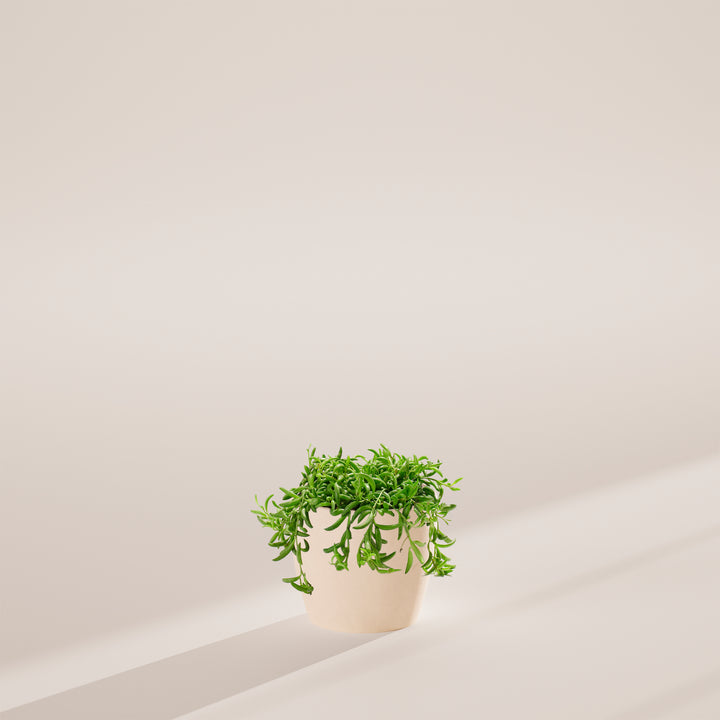 String of Bananas