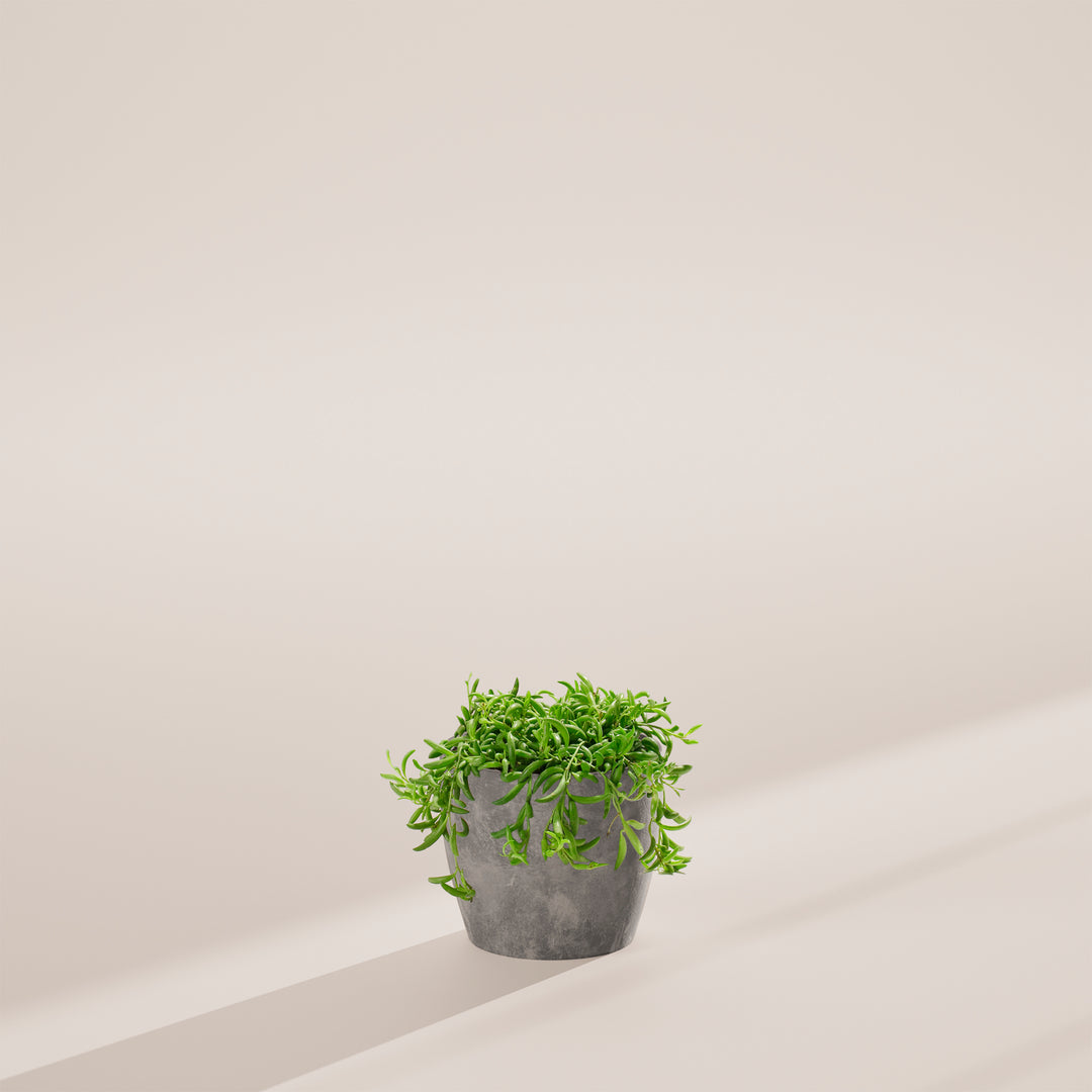 String of Bananas
