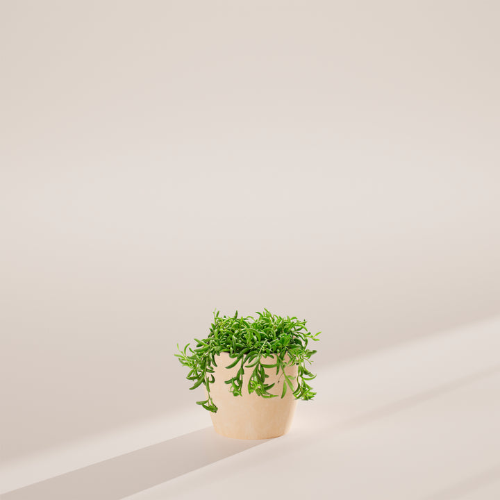 String of Bananas