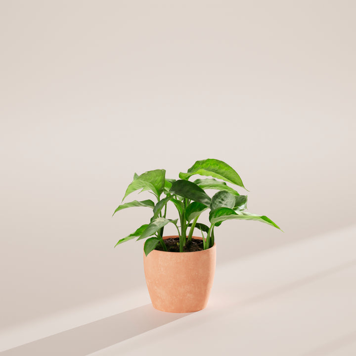 Schismatoglottis Silver Moon