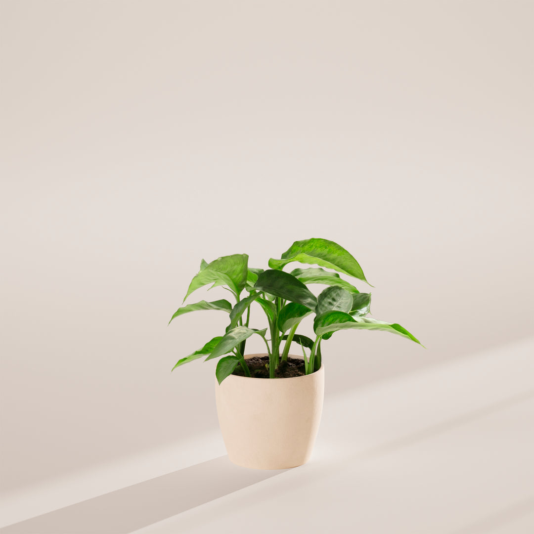 Schismatoglottis Silver Moon